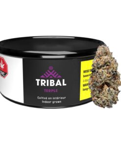 Tribal | Terple | Dry